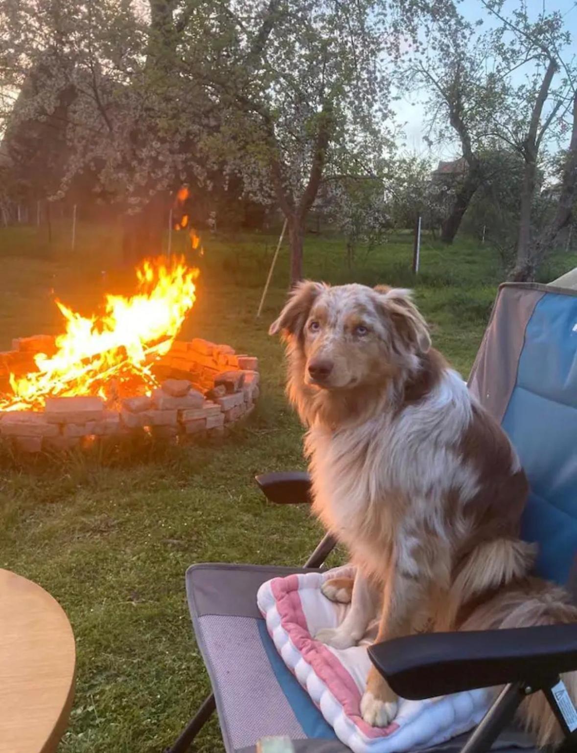 Villaharmony Wartet Auf Familien Mit Hund! Lommatzsch Екстериор снимка