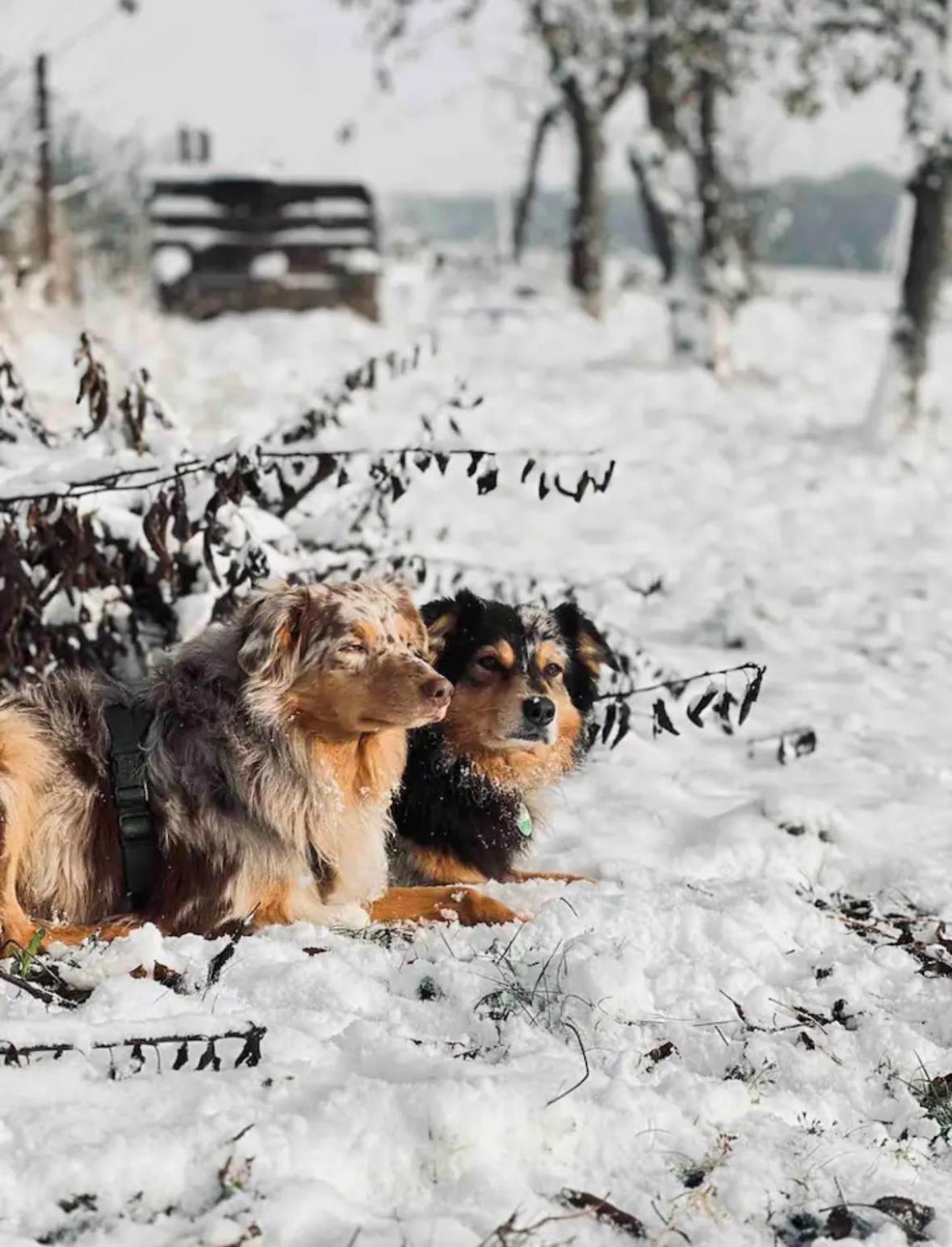 Villaharmony Wartet Auf Familien Mit Hund! Lommatzsch Екстериор снимка